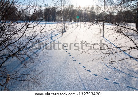 Hare foot traces in the snow, Rabbit tracks and winter field landscape. Sunny winter day