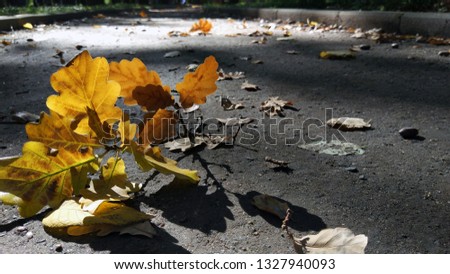 picture of an oak branch with leaves laying on pavement 