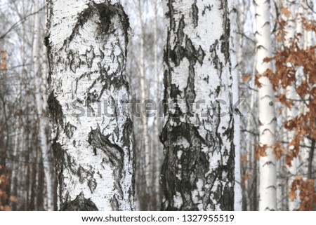 Beautiful birch trees with white birch bark in birch grove among other birch trees