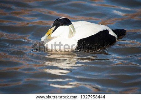 Eider Duck on water