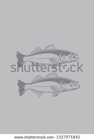 striped bass image