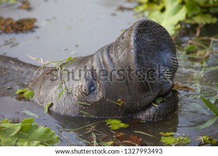 The manatee's head is unusual in a pond against the background of water plants. Fauna, aquatic animals, marine life.