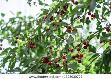 Ripe cherries on the tree in summer. Juicy natural fruits and berries in the garden. Stock background, photo