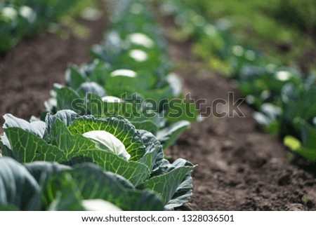 Cabbage in the garden of the farmer. Field with vegetarian plants in summer. Stock background, photo