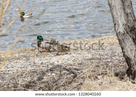 two mallard ducks on shore next to a lake