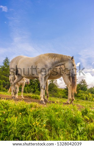 Alpe di Siusi, Seiser Alm with Sassolungo Langkofel Dolomite, a white horse standing on top of a lush green field