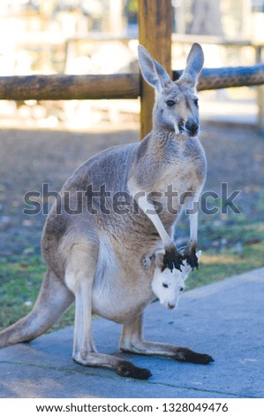 An Australian kangaroo caring the baby kangaroo on the kangaroo pouch