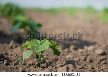Farm garden with young cups of cucumbers. A field with a great harvest of vegetarian food. Stock background, photo