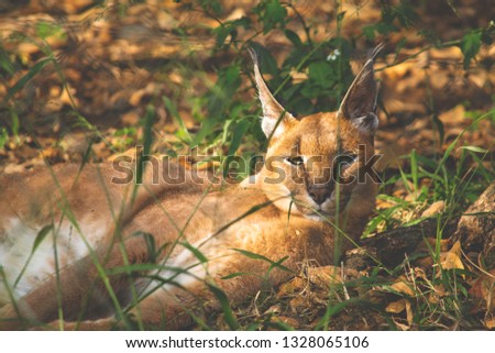 South African Caracal (Wild Cat)