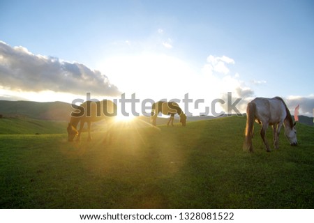 Horse Grazing at Sunset Like a Beautiful Painting