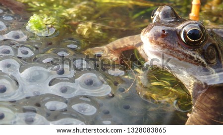 Common frog with frogspawn UK Royalty-Free Stock Photo #1328083865