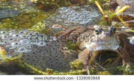 Common frog with frogspawn UK Royalty-Free Stock Photo #1328083868