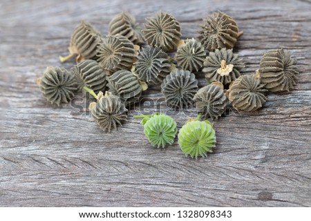 Country mallow, Moon flower or Indian mallow plant (Abutilon Indicum (L.) Sweet) with mortar on wooden background, Concept for herb plant