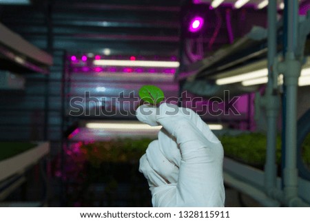 Microgreen in greenhouse