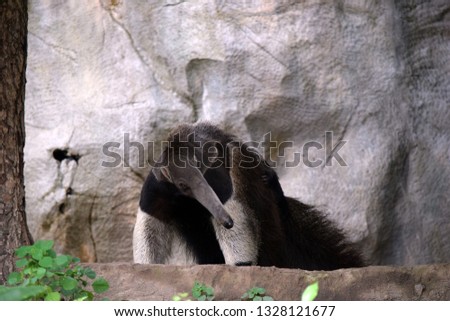 A giant Anteater walked at the hill