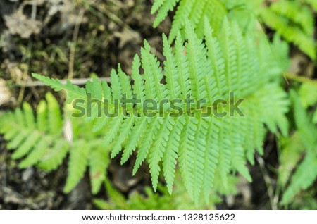 Fern texture. Macro photo of fern leaf. Fern leaf in nature.
