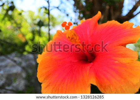 Beautiful orange hibiscus in the garden

