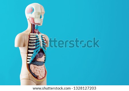 Anatomical model of human body with internal organs on blue background. Anatomy body mannequin Royalty-Free Stock Photo #1328127203