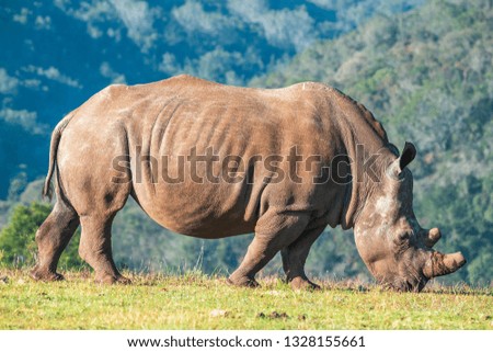Mother Rhino eating grass with mountain background in South Africa. picture taken during morning while on a game drive. Perfect for tourists to see wilderness & African animals.