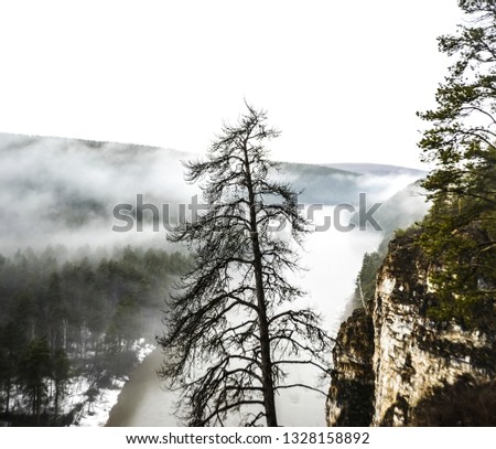 high mountain with many pines above snowy river. wild nature background. 