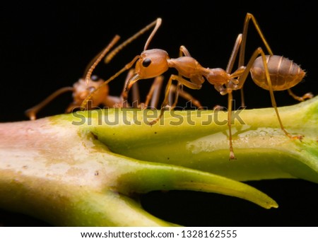 Red Carpenter Ant, Or Pyramid Ant On A Leaf