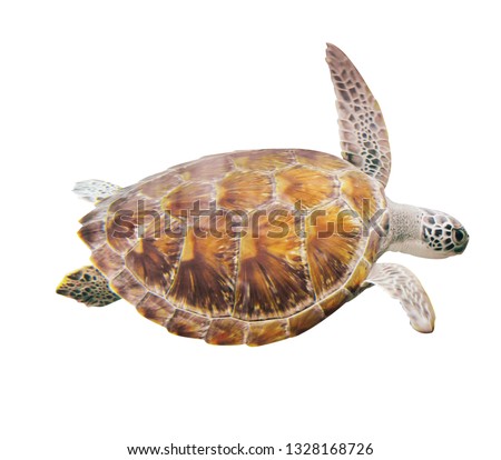 Hawksbill Sea Turtle  isolate on white background