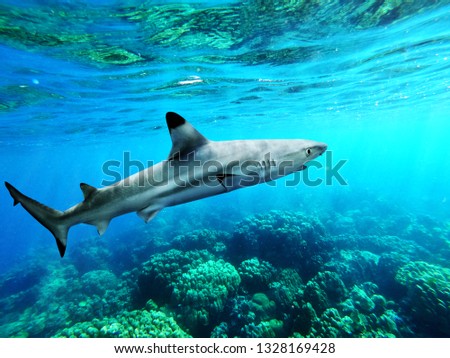 Blacktip reef shark swiming in blue sea with light rays underwater 