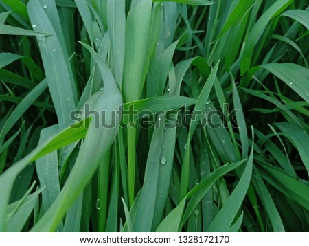 raining water drops on green wheat leaves