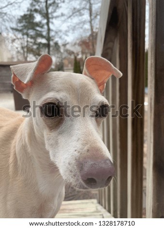 Face picture of an Italian Greyhound/Chihuahua.