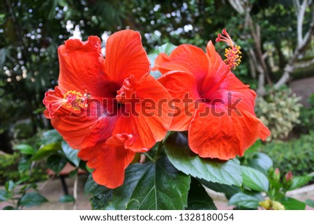 Orange hibiscus flowers in the garden