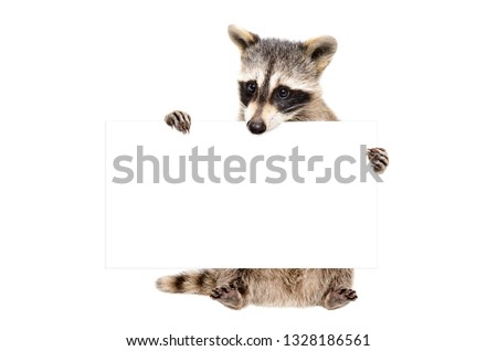 Portrait of a  cute raccoon sitting with banner