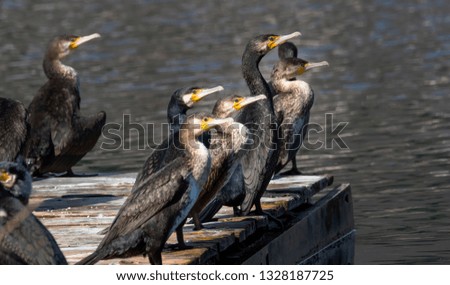 Birds in Kastoria Lake