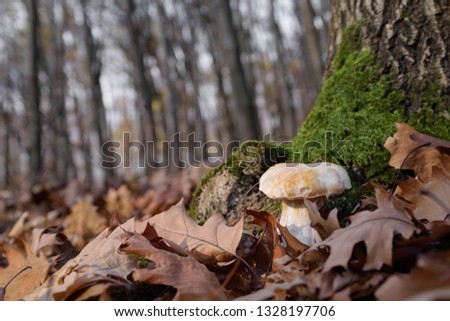 White mushrooms in the autumn forest on the background of yellow leaves
