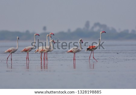 Greater Flamingos making patterns