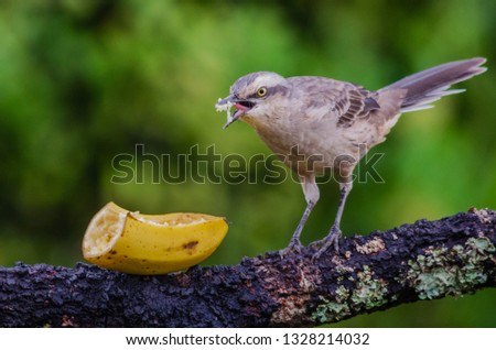 Chalk-browed Mockingbird eating banana 