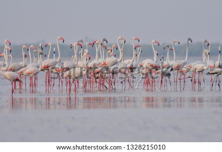 Greater Flamingos making pattern