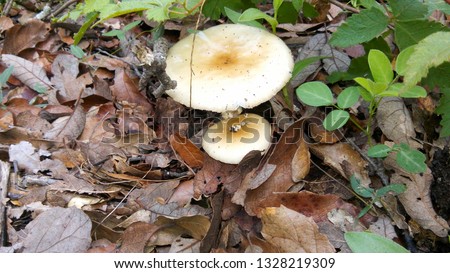 Amanita phalloides yellow color wild mushroom in vegetation
