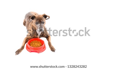 Adorable pitbull dog laying on the floor next to a red bowl full of food against a white background