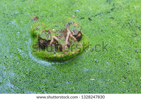 Toad floated up, breathing on the water surface filled with duckweed.