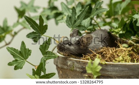 small cute mice