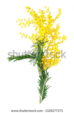 mimosa flowers isolated on white background