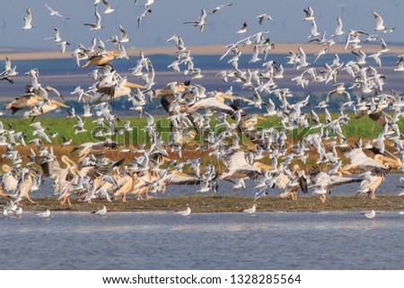 white pelicans and seagulls in flight. Danube Delta, Romania