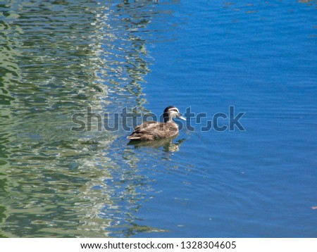 Ducks on a Lake