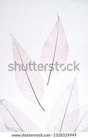 transparent leaves on a white background  Royalty-Free Stock Photo #1328329949