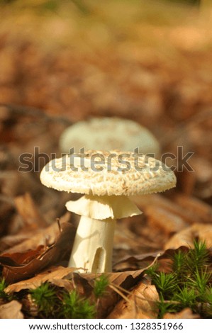 mushrooms in the forest with autumn