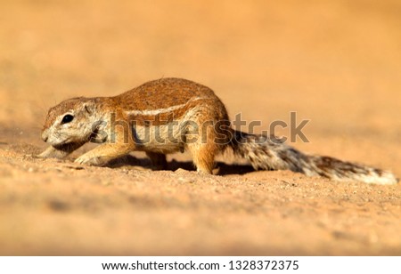 Ground squirrel (Xerus inauris), eating,  Kgalagadi Transfrontier Park, Kalahari desert, South Africa.