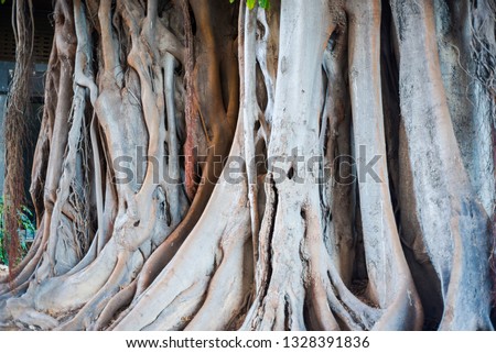 Beautiful textural background of the picture of a huge wide trunk of the oldest ficus tree in Spain, close-up in the afternoon