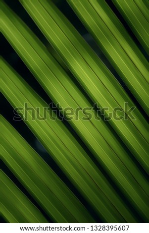 Green leaves background of Nypa fruticans, commonly known as the nipa palm (or simply nipa) or mangrove palm