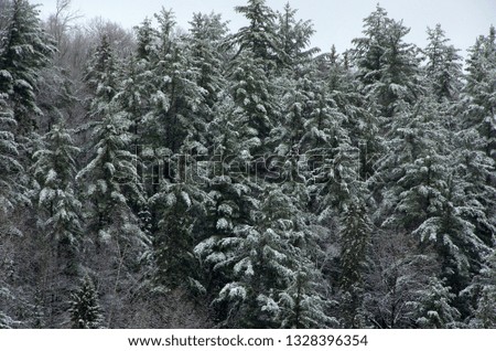 mature White pine covert in snow