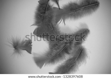 beautiful minimal bright colorful soft close up top view flat lay photo of colored feather on clean background with copy space 